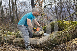 Forestry worker - lumberjack works with chainsaw. He cuts a big