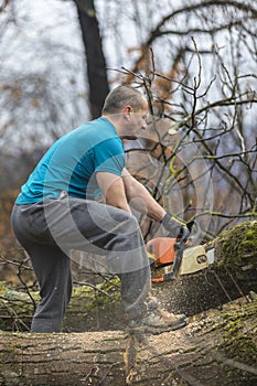 Forestry worker - lumberjack works with chainsaw. He cuts a big