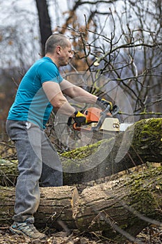 Forestry worker - lumberjack works with chainsaw. He cuts a big