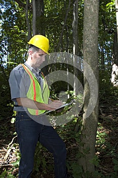 Forestry Worker, Man Working in Woods photo