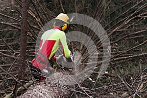 Forestry worker trimming felled spruce tree with his chainsaw