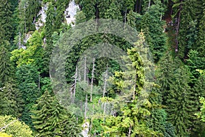 Forests in alps photo