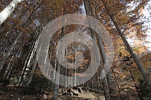 Forests with autumn colors