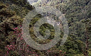 The forests in Bhutan are lush and diverse