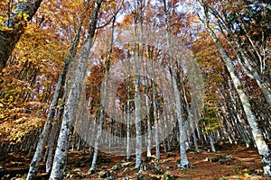 forests are colored with autumn photo