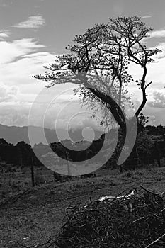 Forests of Costa Rica in Black and white film 03 photo