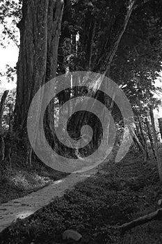 Forests of Costa Rica in Black and white film 05 photo