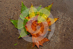 The forests are covered with golden leaves in the fall.