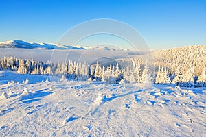 Forests covered with snow.