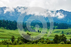 The forests an d grassland in Valley grassland