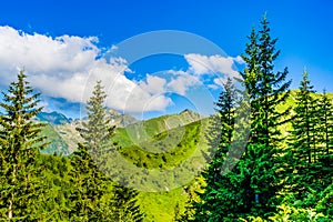 Forests of evergreen conifers in Fagaras Carpathians Mountains in Romania photo