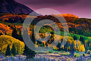 Forests Of Fall photo