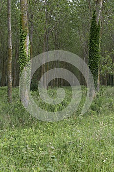 Forests in France