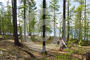 Forests in front of Khovsgol Lake