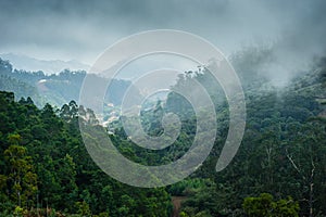 Forests of Madeira island