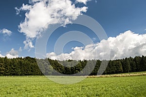 Forests and meadows