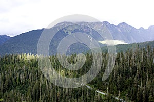 Forests on Mt. Baker