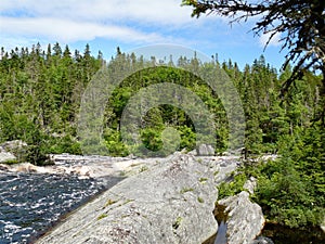 Forests of Nova Scotia