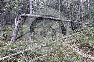 Forests in peat bogs Kladska