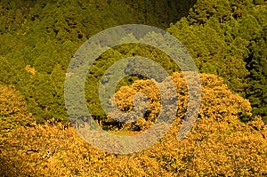 Forests of sweet chesnut and Canary Island pine.