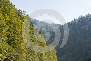 Forests in Tatras, Slovakia