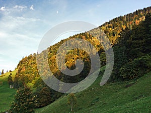 Forests in the Thur River valley or in the Thurtal valley