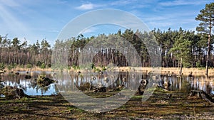 The forests, the wet land and the fens with tree stumps in them