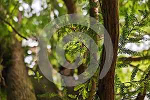 Forestscape summer background hdr