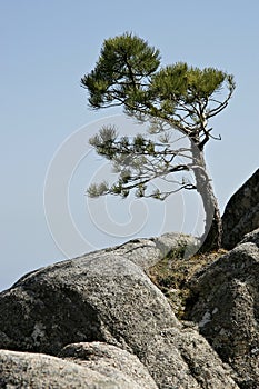 Foret de Marghese, Corsica photo