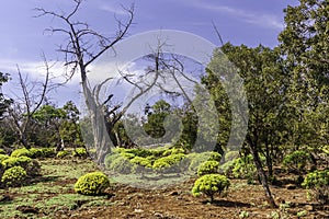 Foret du Day Day Forest in Djibouti du Day Day Forest in Djibout photo