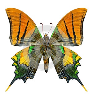 Forewing view of Indian emperor or Kaiser-I-Hind butterfly in middle age life cycle wich about to loose its scale