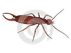 Forficula auricularia