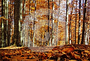 Forg eye view of colorful forest in autumn photo