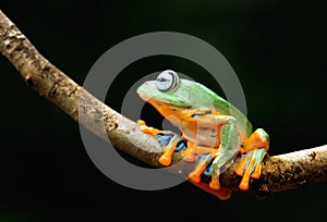 Forg tree frog