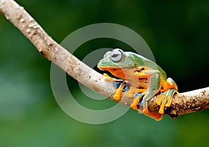 Forg tree frog