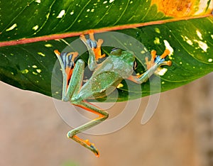 Forg tree frog photo