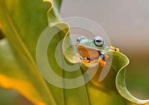 Forg tree frog photo