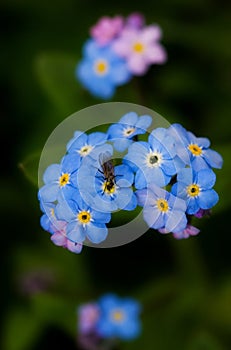 Forger me not flower