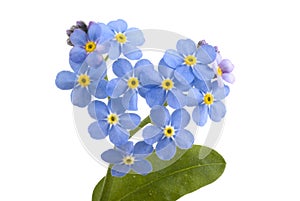 Forget me not..