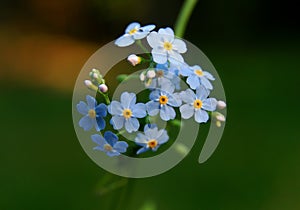 Forget-me-not