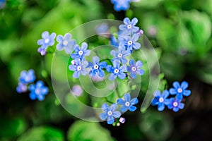 Forget me not