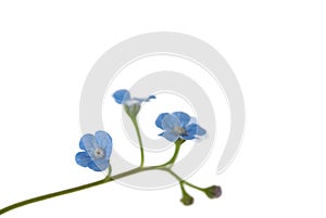 Forget-me-not