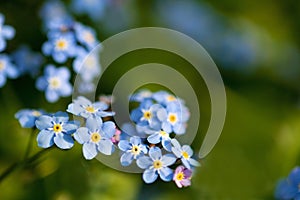 Forget-me-not