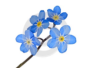 Forget me not photo