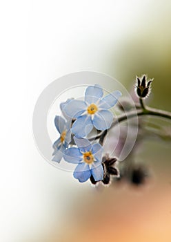 Forget-me-not