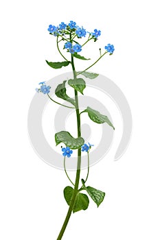 Forget me not photo