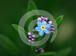 Forget-me-not