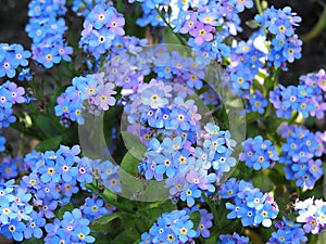 Forget me not photo