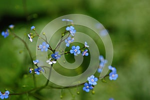 Forget-me-not