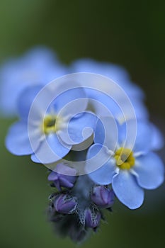 Forget-Me-Not 3